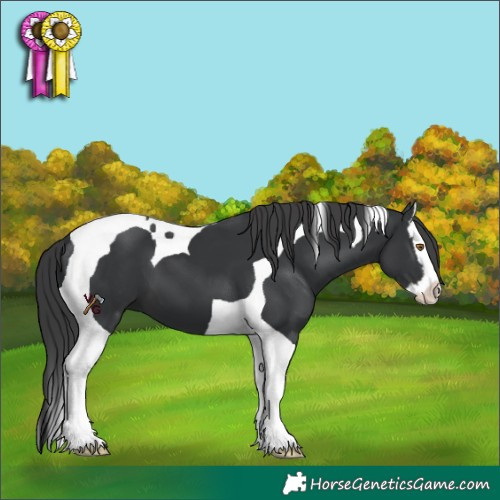 Horse Color:Black Splash Tobiano 