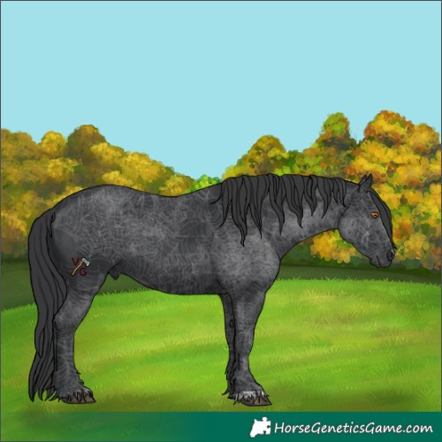 Horse Color:Black 