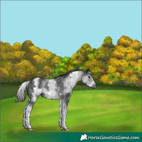 Horse Color:White Spotted Black Frame 