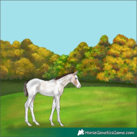 Horse Color:Sable Champagne Roan Splash Tobiano Near Leopard