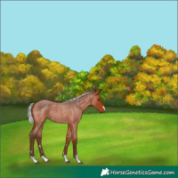 Horse Color:Silver Bay Roan