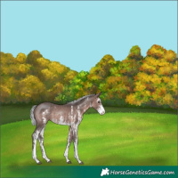 Horse Color:Platinum Silver Brown Sabino 