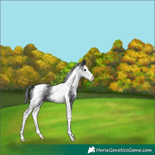 Horse Color:White Spotted Black Splash Tobiano 