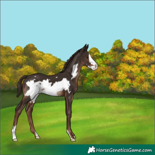 Horse Color:Liver Chestnut Frame Appaloosa 