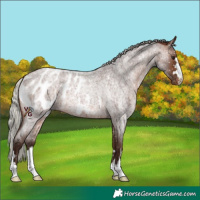 Horse Color:Silver Brown Roan Appaloosa 