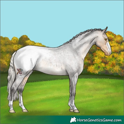 Horse Color:Silver Buckskin Roan Appaloosa 