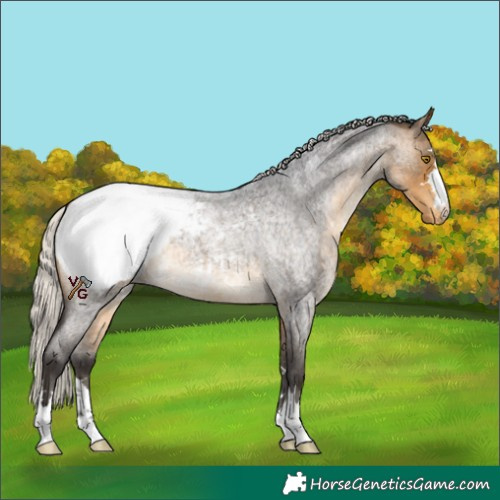 Horse Color:Silver Buckskin Roan Snowcap 