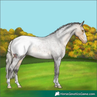 Horse Color:Silver Buckskin Roan Appaloosa 