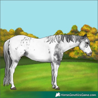 Horse Color:White Spotted Black Splash Tobiano Frame Blanket 
