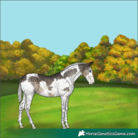 Horse Color:Silver Smoky Black Splash Tobiano 