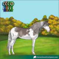 Horse Color:Silver Black Splash Tobiano