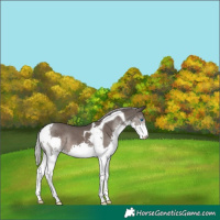 Horse Color:Silver Black Splash Tobiano 