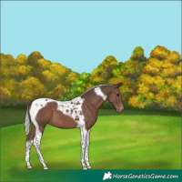 Horse Color:Silver Black Tobiano Varnish 