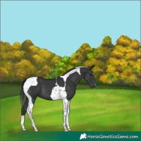 Horse Color:Black Tobiano 