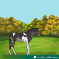 Horse Color:Smoky Black Tobiano 