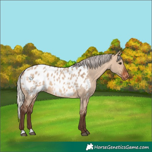 Horse Color:Silver Brown Dun Appaloosa 