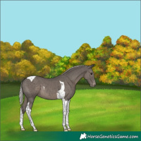 Horse Color:Silver Black Tobiano Varnish