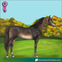 Horse Color:Buckskin Tobiano