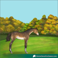 Horse Color:Buckskin Tobiano 