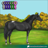 Horse Color:Black Tobiano 