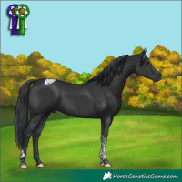 Horse Color:Black Tobiano 
