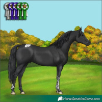 Horse Color:Black Tobiano 