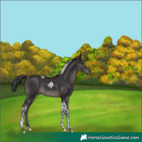 Horse Color:Smoky Black Tobiano 