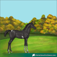 Horse Color:Smoky Black Tobiano 
