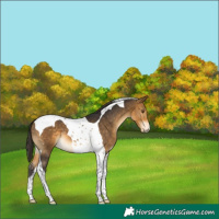 Horse Color:Buckskin Tobiano 