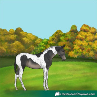 Horse Color:Black Tobiano 