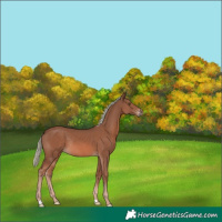 Horse Color:Chestnut Mushroom Rabicano 