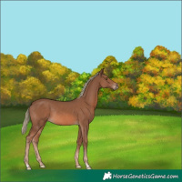 Horse Color:Chestnut Mushroom Rabicano 