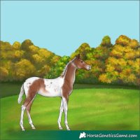 Horse Color:Chestnut Mushroom Tobiano Rabicano 