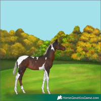 Horse Color:Gray Liver Chestnut Mushroom Tobiano Rabicano 