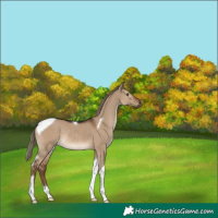 Horse Color:Gray Liver Red Dun Mushroom Tobiano Rabicano 