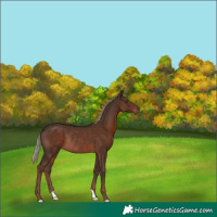 Horse Color:Liver Chestnut Mushroom Rabicano 