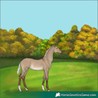 Horse Color:Gray Liver Red Dun Mushroom Rabicano 