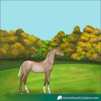 Horse Color:Gray Liver Red Dun Pearl Mushroom Rabicano 