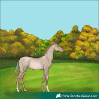 Horse Color:Liver Red Dun Pearl Mushroom Rabicano 