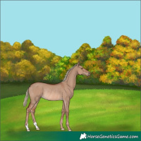 Horse Color:Red Dun Mushroom Rabicano 
