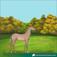 Horse Color:Red Dun Mushroom Rabicano 