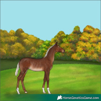 Horse Color:Gray Chestnut Mushroom Rabicano 