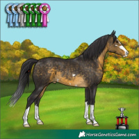 Horse Color:Buckskin 