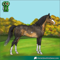 Horse Color:Buckskin 