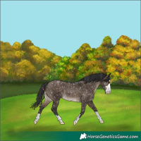 Horse Color:Brown Dun Snowflake Varnish Rabicano 