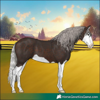 Horse Color:Silver Brown Splash