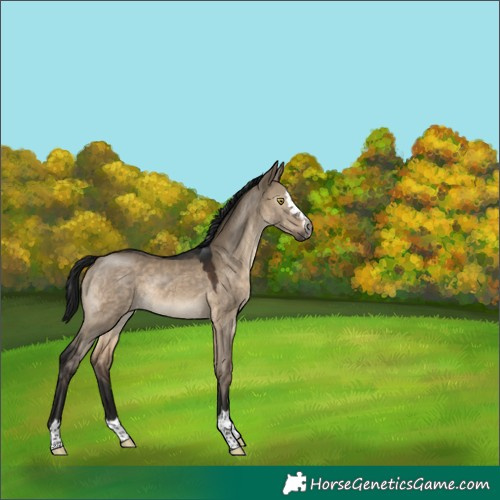 Horse Color:Gray Brown Dun Rabicano 