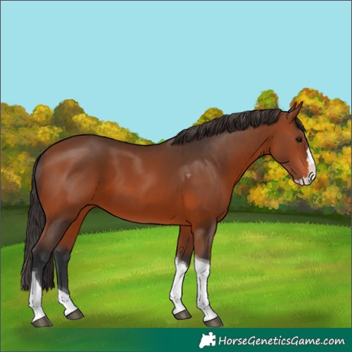 Horse Color:Unknown 