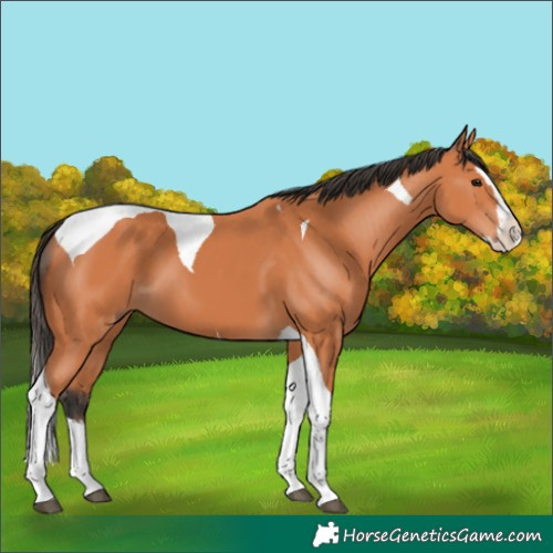 Horse Color:Bay Splash Tobiano