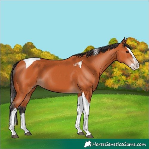 Horse Color:Bay Splash Tobiano